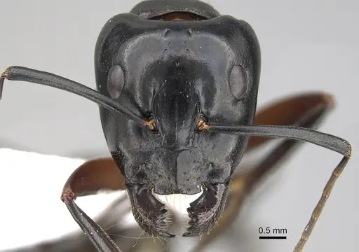 Camponotus hesperius - CASENT0914816