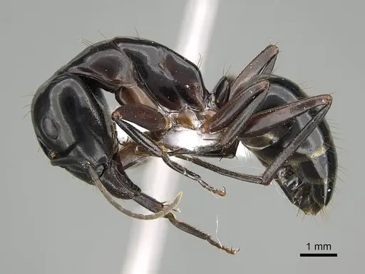 Camponotus hesperius - CASENT0914816