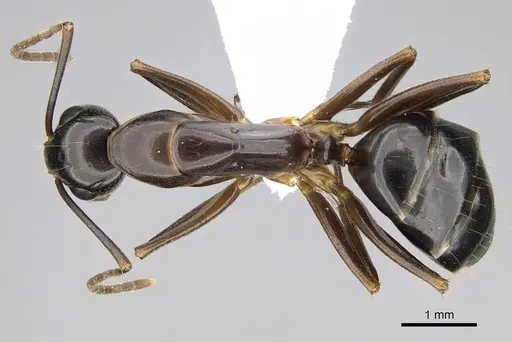 Camponotus hesperius - CASENT0914817