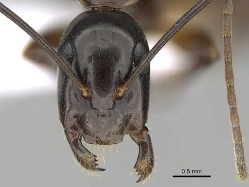 Camponotus hesperius - CASENT0914817