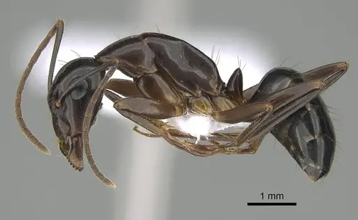 Camponotus hesperius - CASENT0914817