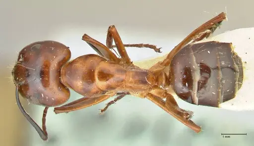 Camponotus hesperius - FOCOL2419