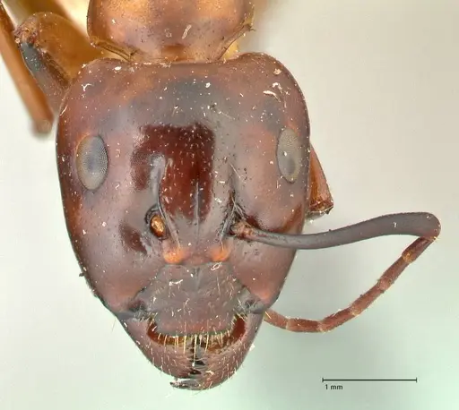 Camponotus hesperius - FOCOL2419