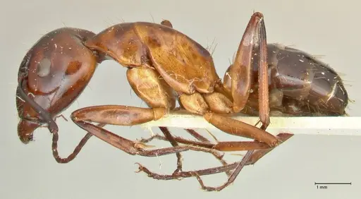 Camponotus hesperius - FOCOL2419