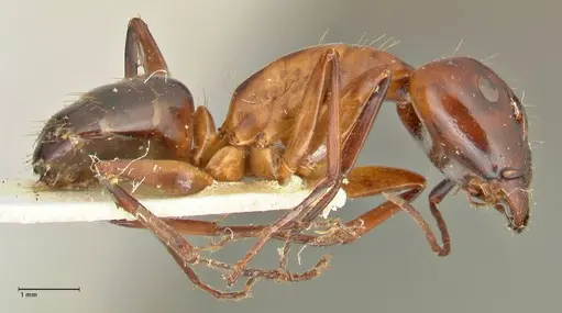 Camponotus hesperius - FOCOL2419