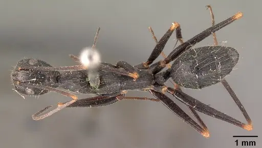 Camponotus hildebrandti specimen