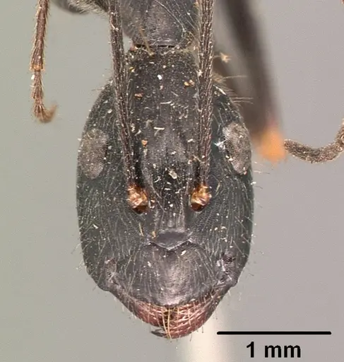 Camponotus hildebrandti specimen