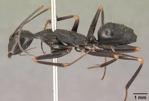 Camponotus hildebrandti specimen