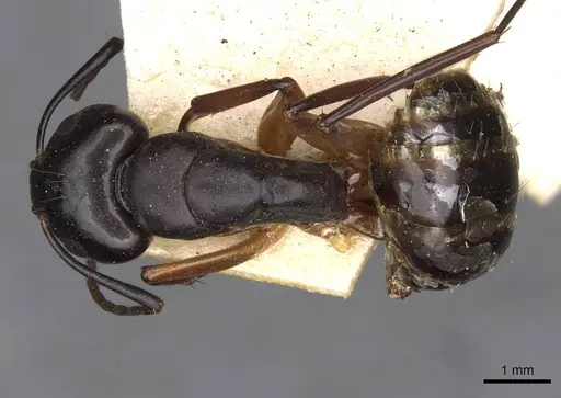 Camponotus himalayanus specimen