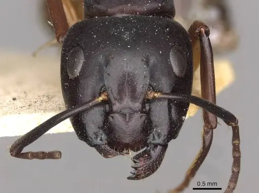 Camponotus himalayanus specimen