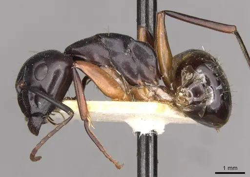 Camponotus himalayanus specimen
