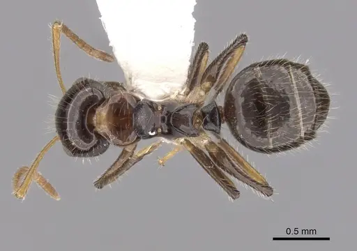 Camponotus hippocrepis specimen