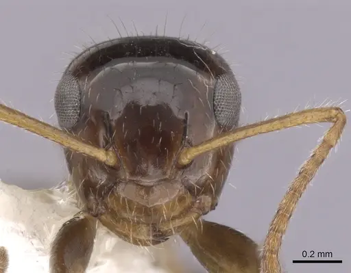 Camponotus hippocrepis specimen