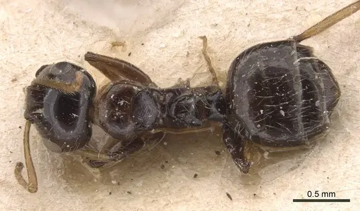 Camponotus hippocrepis - CASENT0905532