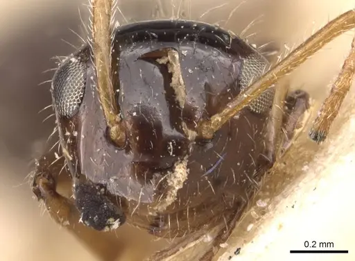 Camponotus hippocrepis - CASENT0905532