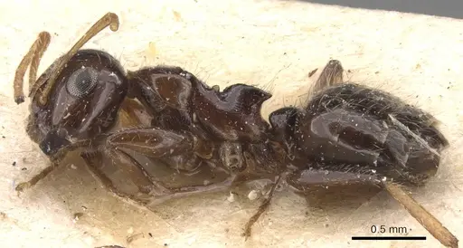 Camponotus hippocrepis - CASENT0905532