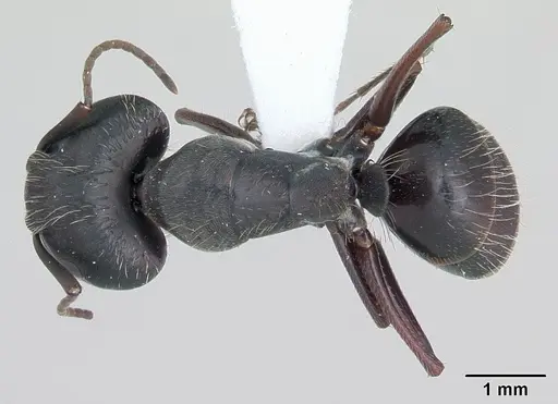 Camponotus hispidus specimen