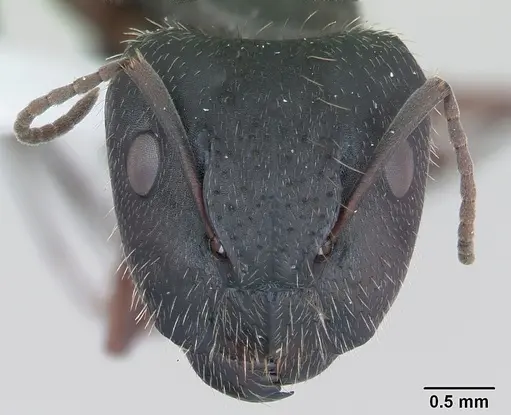Camponotus hispidus specimen
