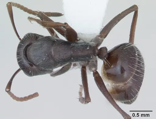 Camponotus hispidus - CASENT0173423