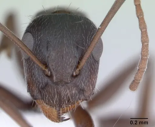 Camponotus hispidus - CASENT0173423