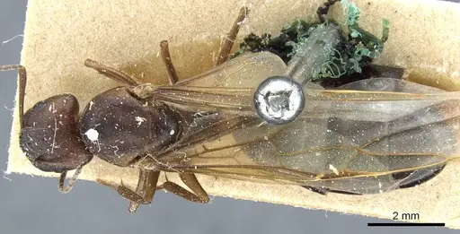 Camponotus hispidus - CASENT0905209