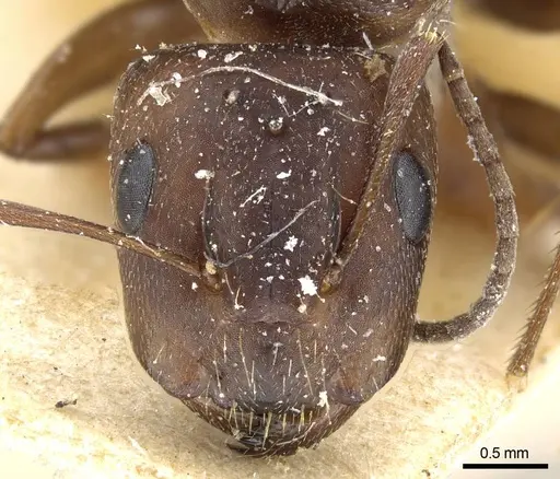 Camponotus hispidus - CASENT0905209