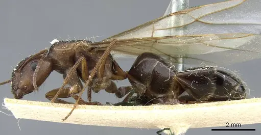 Camponotus hispidus - CASENT0905209