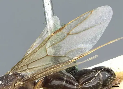 Camponotus hispidus - CASENT0905209