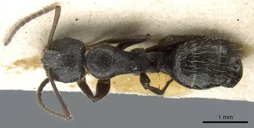 Camponotus hispidus - CASENT0905210