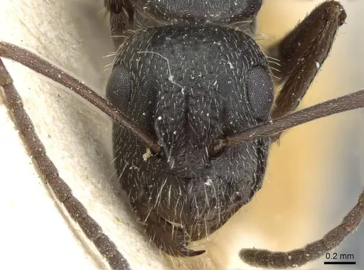 Camponotus hispidus - CASENT0905210