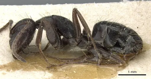 Camponotus hispidus - CASENT0905210