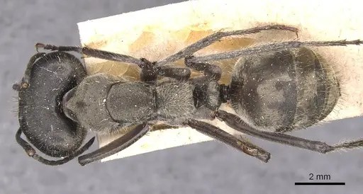 Camponotus holosericeus specimen