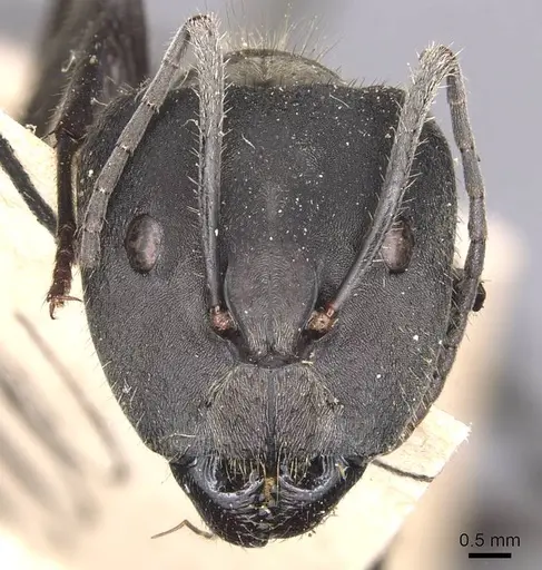 Camponotus holosericeus specimen