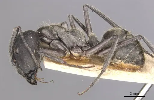 Camponotus holosericeus specimen