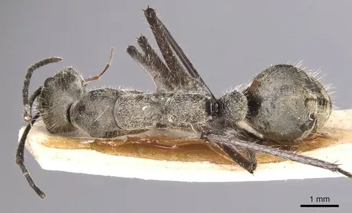 Camponotus holosericeus - CASENT0905383