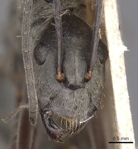 Camponotus holosericeus - CASENT0905383