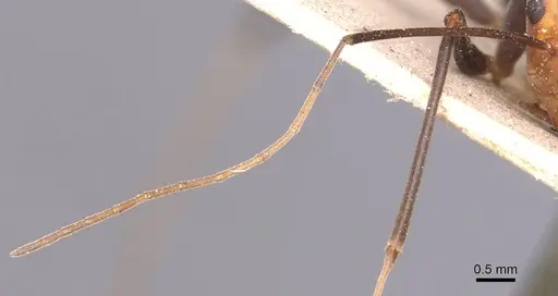 Camponotus holosericeus - CASENT0905383