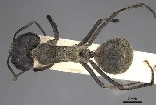 Camponotus holosericeus - CASENT0906946