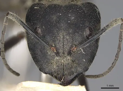 Camponotus holosericeus - CASENT0906946