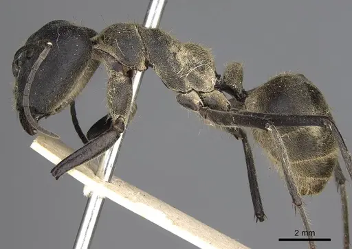 Camponotus holosericeus - CASENT0906946