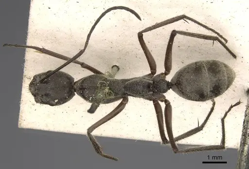 Camponotus holosericeus - CASENT0906947