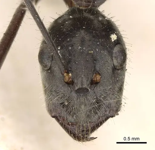 Camponotus holosericeus - CASENT0906947