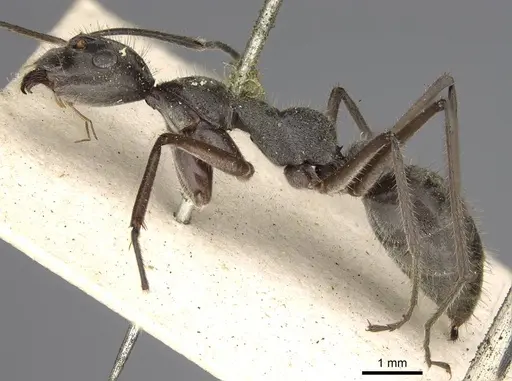 Camponotus holosericeus - CASENT0906947