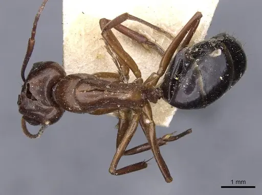Camponotus holzi specimen