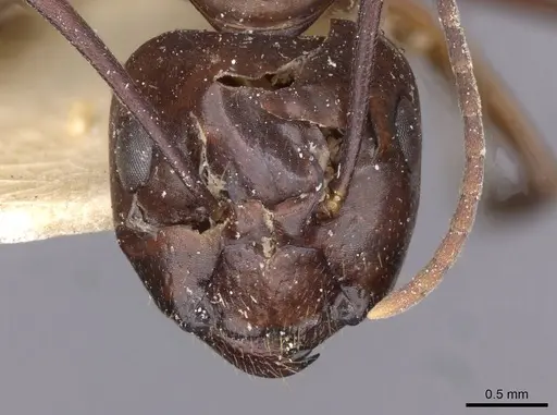 Camponotus holzi specimen
