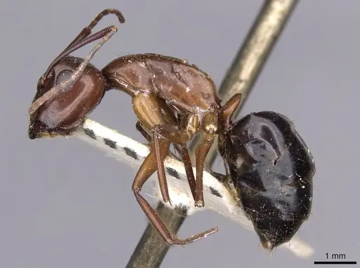 Camponotus holzi specimen