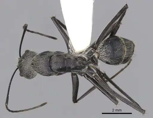 Camponotus hoplites specimen