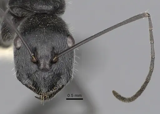 Camponotus hoplites specimen