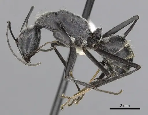 Camponotus hoplites specimen