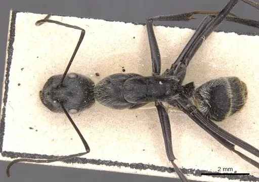 Camponotus hoplites - CASENT0905388